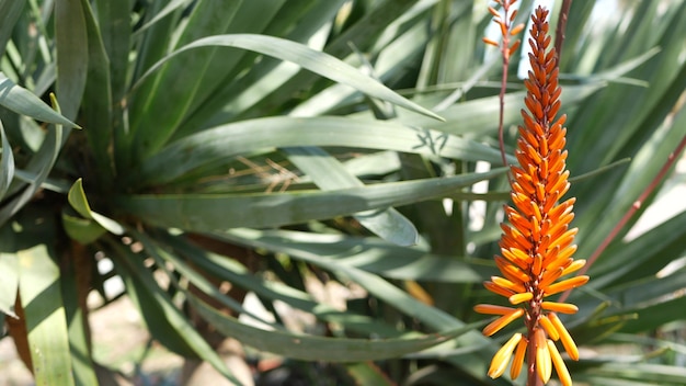 Aloe Sukkulente rote Blume, Kalifornien USA. Wüstenflora, trockenes Klima natürliche botanische Nahaufnahme Hintergrund. Lebendige saftige Blüte von Aloe Vera. Gartenarbeit in Amerika, wächst mit Kaktus und Agave.