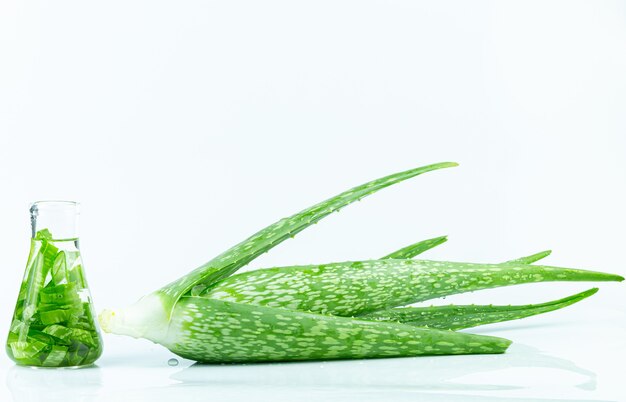 Aloe Vera ätherisches Öl auf tropischem Blätterhintergrund