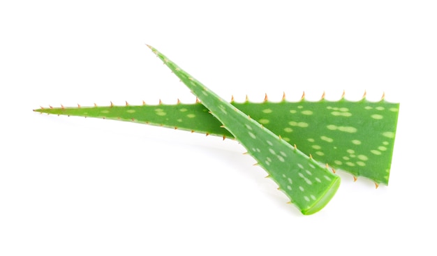 Aloe vera aislado en blanco