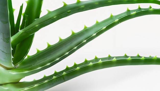 Aloe Vera auf weißem Hintergrund natürliche Pflegeprodukte Feuchtigkeits- und Hautpflege