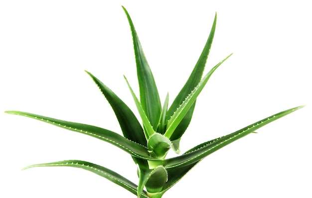 Aloe Vera auf weißem Hintergrund