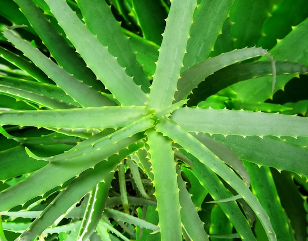 Aloe vera background