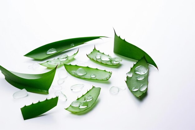 Aloe Vera-Blätter mit Wassertropfen auf weißem Hintergrund