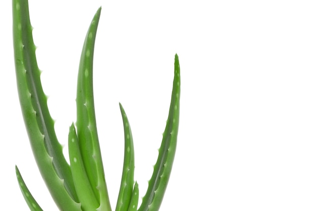 Aloe Vera Blätter Nahaufnahme isoliert auf weißem Hintergrund