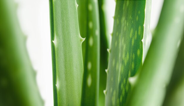 Aloe Vera-Blatt-Hintergrund aus nächster Nähe