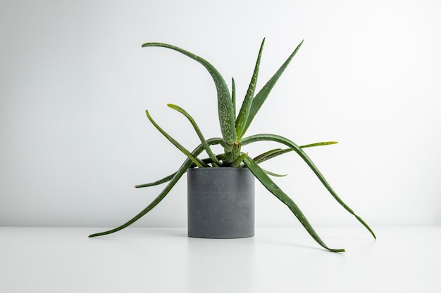 Aloe Vera Blume in einem Topf auf einem weißen Tisch auf weißem Hintergrund