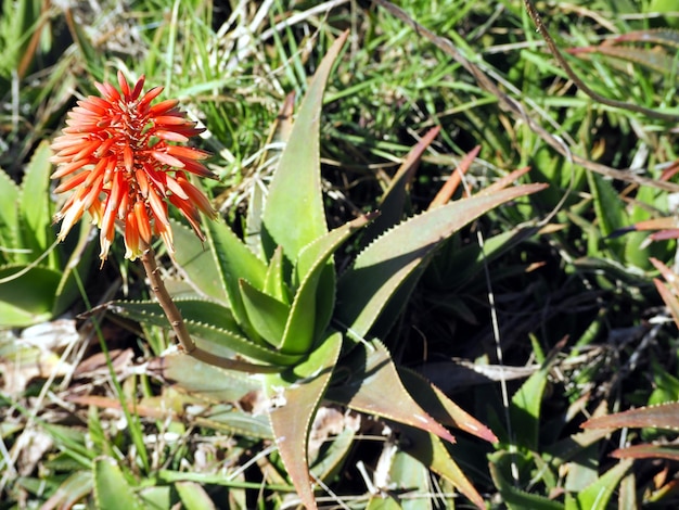 Aloe Vera Blume und Blattrosette