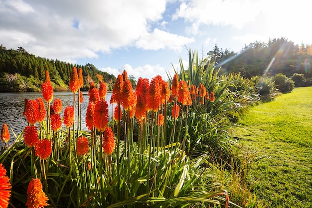 Aloe Vera Blumen blühen am Seeufer, Neuseeland