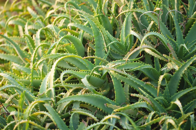 Aloe vera bush. folhas pontiagudas de uma planta medicinal