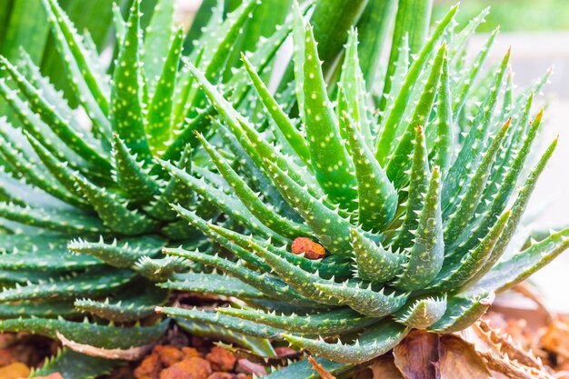 Aloe Vera, close-up