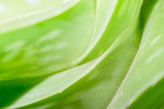 Aloe vera closeup