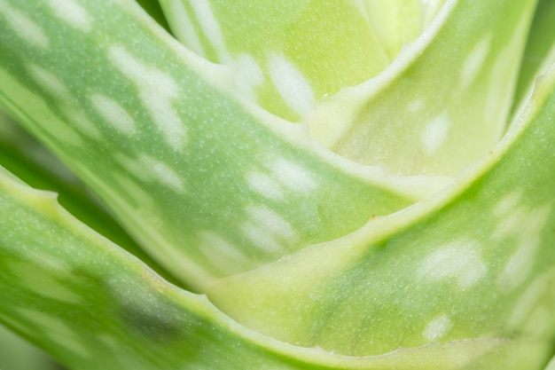 Foto aloe vera closeup