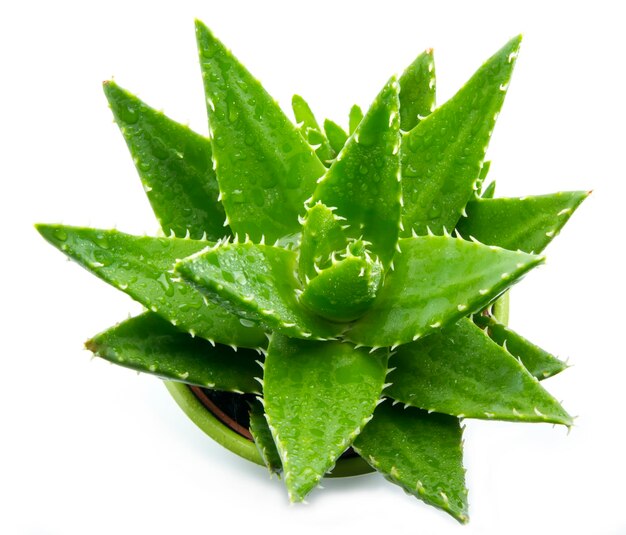 Aloe vera com gotas de água isoladas no fundo branco