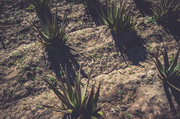 Aloe vera crescendo