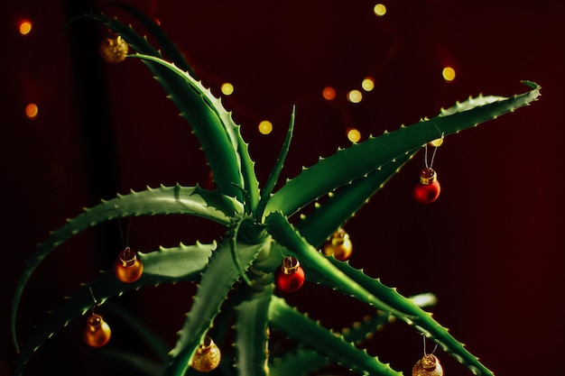 Aloe vera decorado con bolas de árbol de Navidad en el interior del hogar