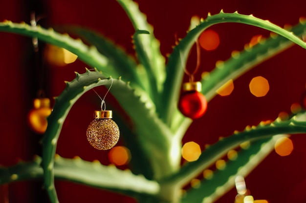 Aloe vera decorado con bolas de árbol de Navidad en el interior del hogar