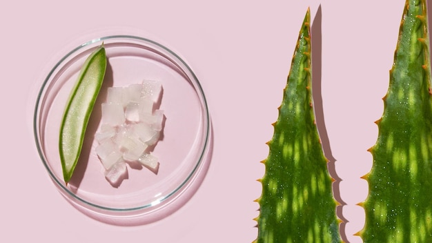 aloe vera e ingredientes cosméticos, pratos de petri de aloe, pesquisa cosmética, aloe fatiado, suco de aloe