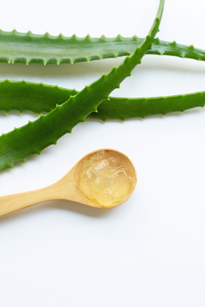 Aloe vera é uma planta medicinal popular para a saúde e beleza, fundo branco.