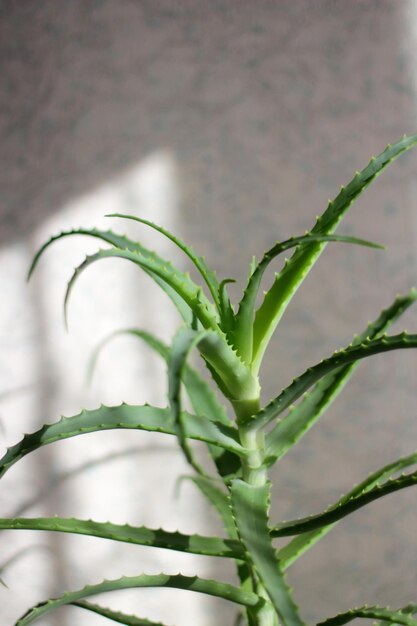 Foto aloe vera é uma planta medicinal útil minimalismo casa floricultura hobby