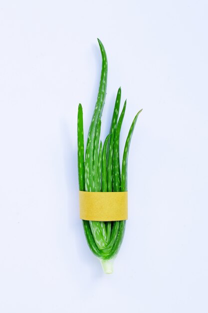 Aloe vera em branco