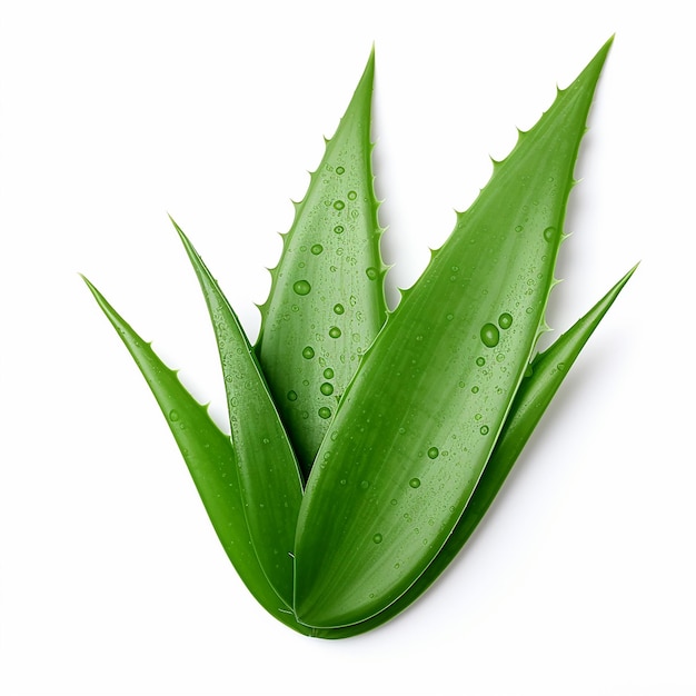 Foto aloe vera em fundo branco