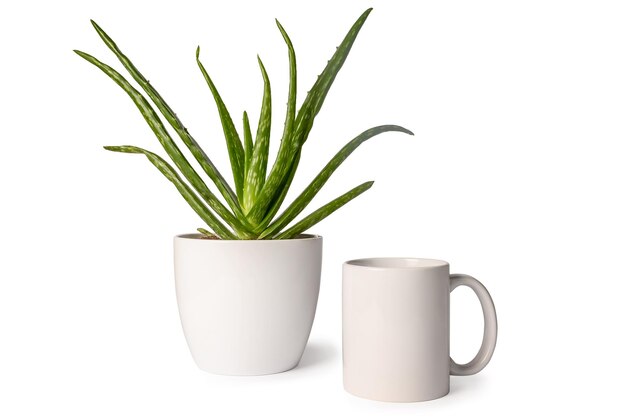 Aloe vera em uma panela em uma mesa branca Caneca branca Lugar para layout de espaço de cópia de texto Em um fundo branco