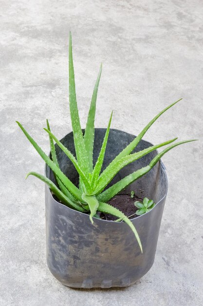 El aloe vera es una hierba en olla.