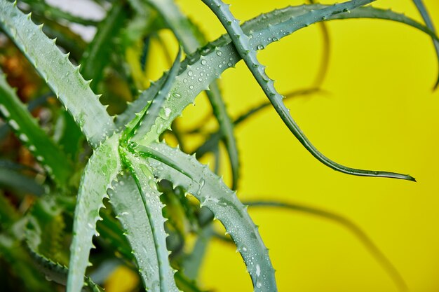 El aloe vera es una planta medicinal popular para la salud y la belleza, sobre un fondo amarillo. Útil medicina a base de hierbas para el cuidado de la piel y el cuidado del cabello utilizado como tratamiento, batido. Cerca de hojas verdes.