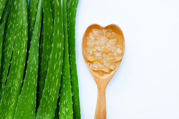 Aloe vera es una planta medicinal popular para la salud y la belleza.