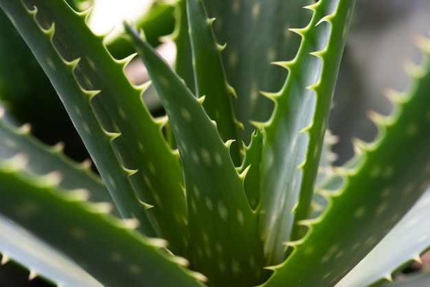 El aloe vera es una planta verde tropical, útil en la medicina tradicional.