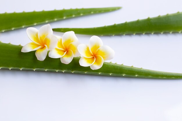 El aloe vera y la flor del Plumeria con las hojas en blanco.