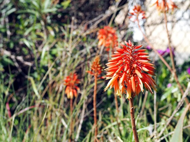 Aloe vera floreciente