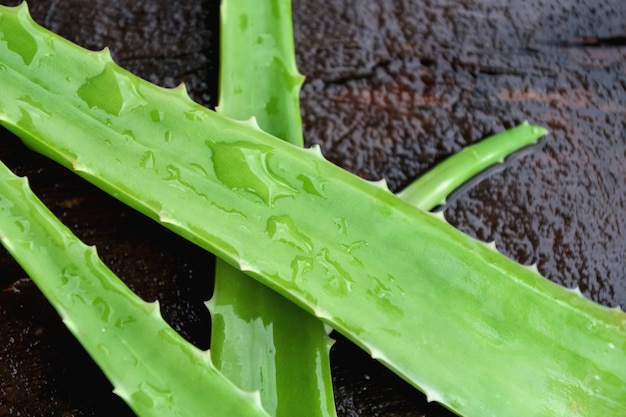 Aloe vera fresca em madeira molhada