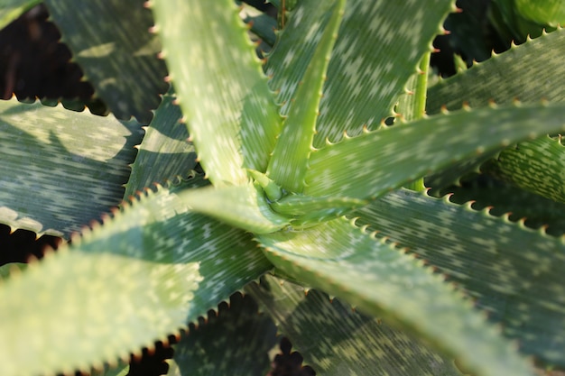 Aloe vera fresco y luz solar.