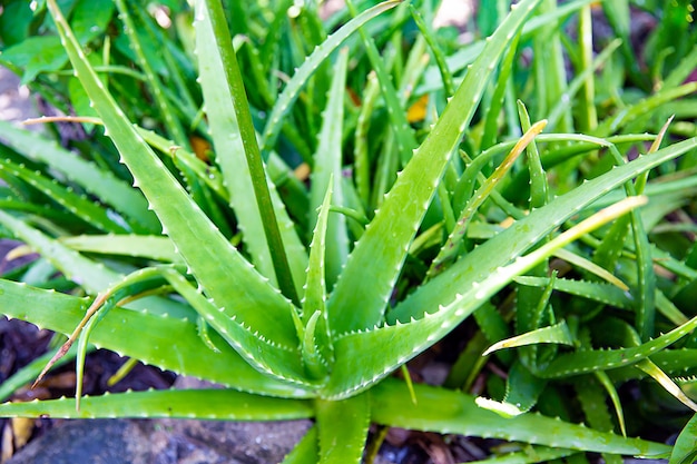 Aloe vera fresco.