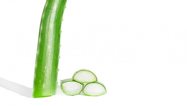 Aloe Vera frisches Blatt isoliert