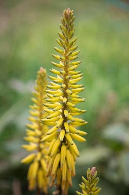 Aloe Vera gelbe Blume Pflanzenblüte