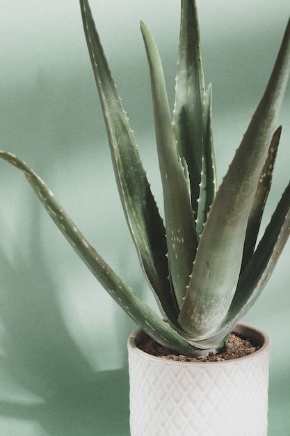 Aloe Vera. Grüne tropische Pflanze in einem weißen Topf. Grüner Hintergrund