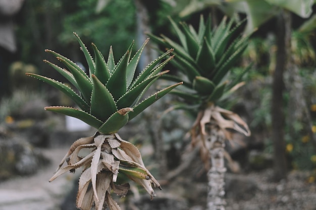 Aloe Vera im Garten