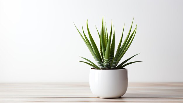 Aloe Vera im Topf auf weißem Tisch, Platz für Textkopien