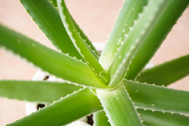 Aloe Vera im weißen Topf auf beigem Hintergrund Nahaufnahme