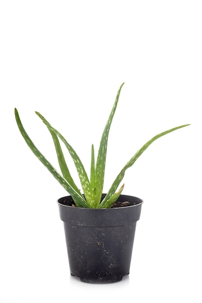 Aloe Vera isoliert