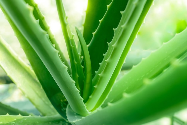 Aloe vera, la mejor hierba natural para curar una herida.