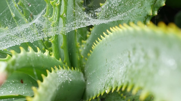 Aloe vera orvalho água da chuva gotas de plantas úmidas frescas folhas teia de aranha ou teia