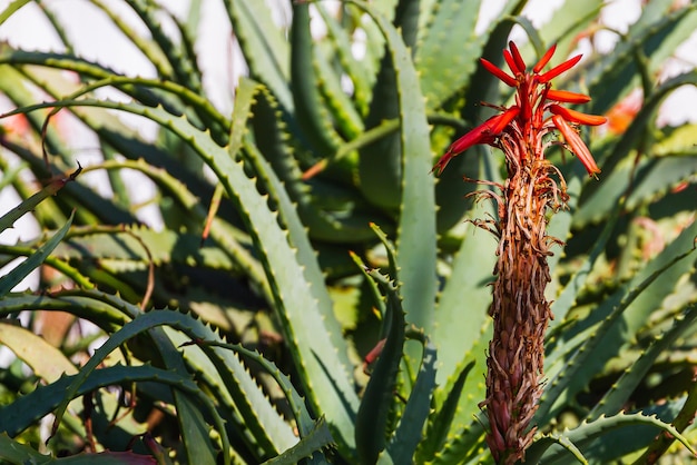 Aloe Vera Pflanze Das Kraut hat viele medizinische Eigenschaften Hilft, verschiedene Krankheiten gut zu behandeln