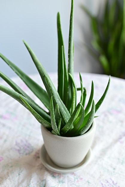 Aloe-Vera-Pflanze in einem weißen Topf an einem Fenster in einem Haus tote Aloe-Vera-Blätter