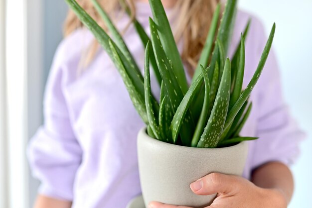 Aloe-Vera-Pflanze in einem weißen Topf