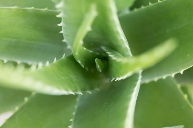 Aloe Vera Pflanze, Topf im Freien