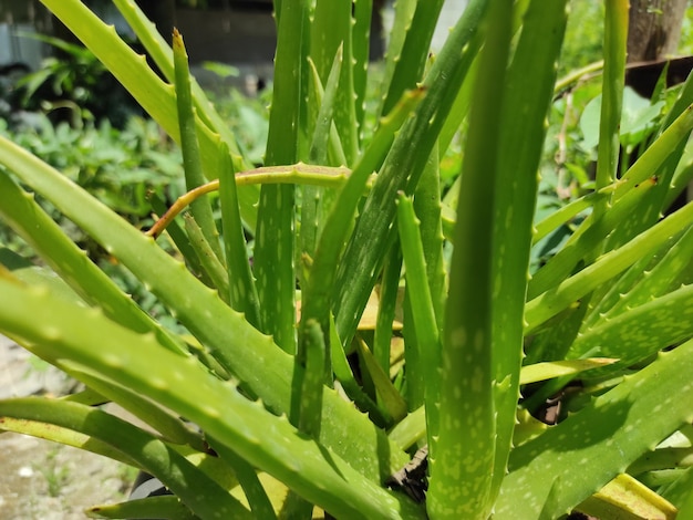 Aloe-Vera-Pflanze, wenn sie Sonnenlicht ausgesetzt ist