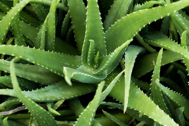 Aloe Vera Pflanze